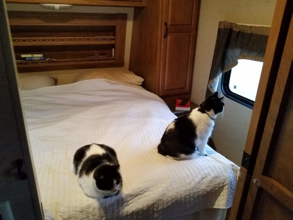 Cats on the bed