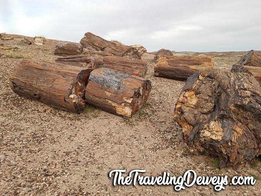 Petrified Forest