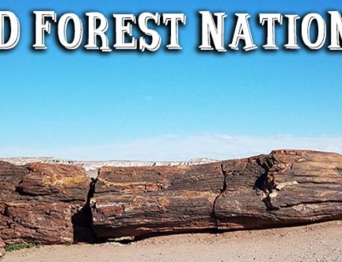 Petrified Forest National Park