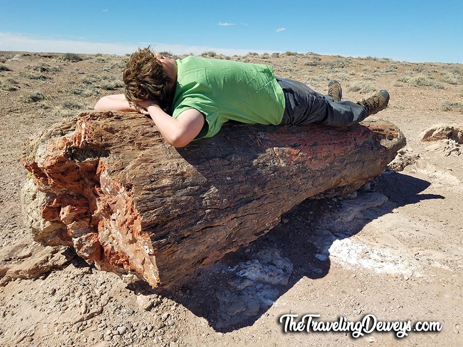 Petrified Nap