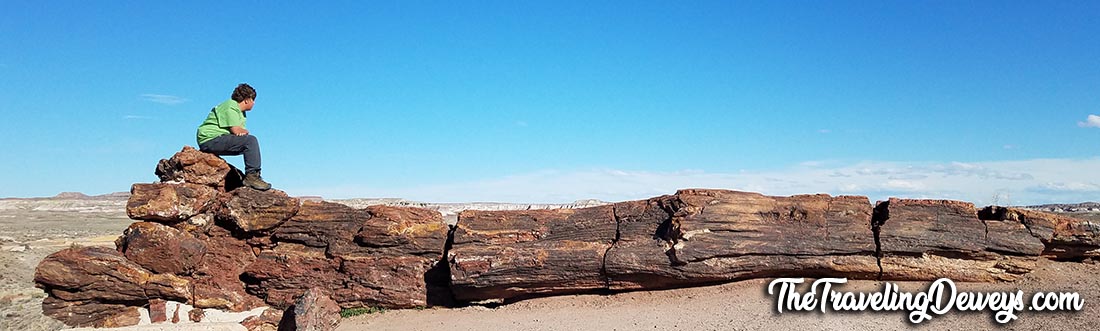 Petrified Tree