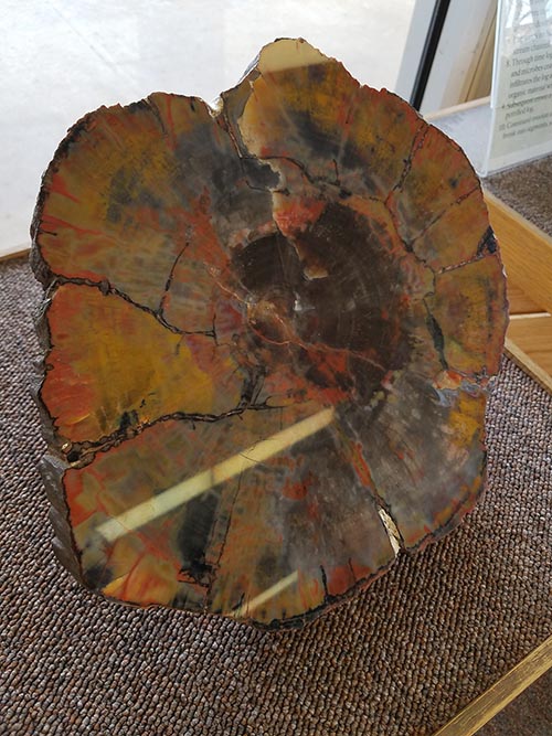 Polished Petrified Log