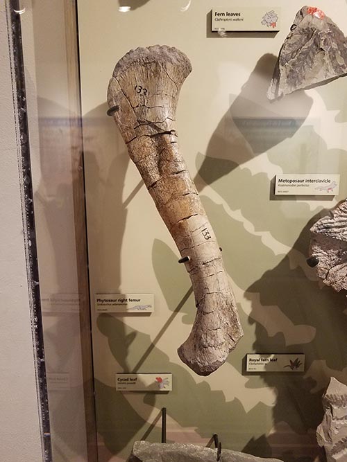 Triassic Period Exhibit Bone